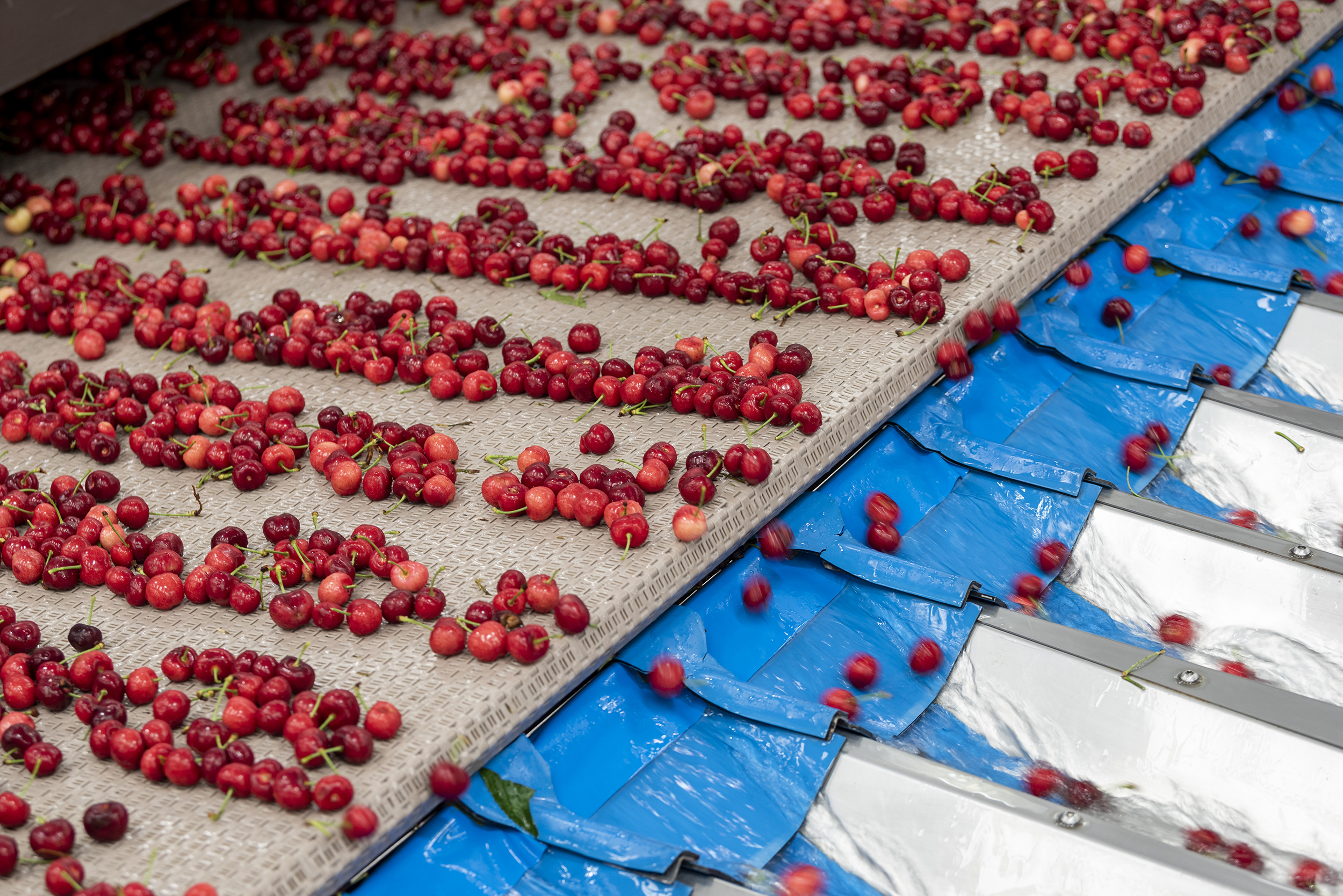 Packing – California Cherries