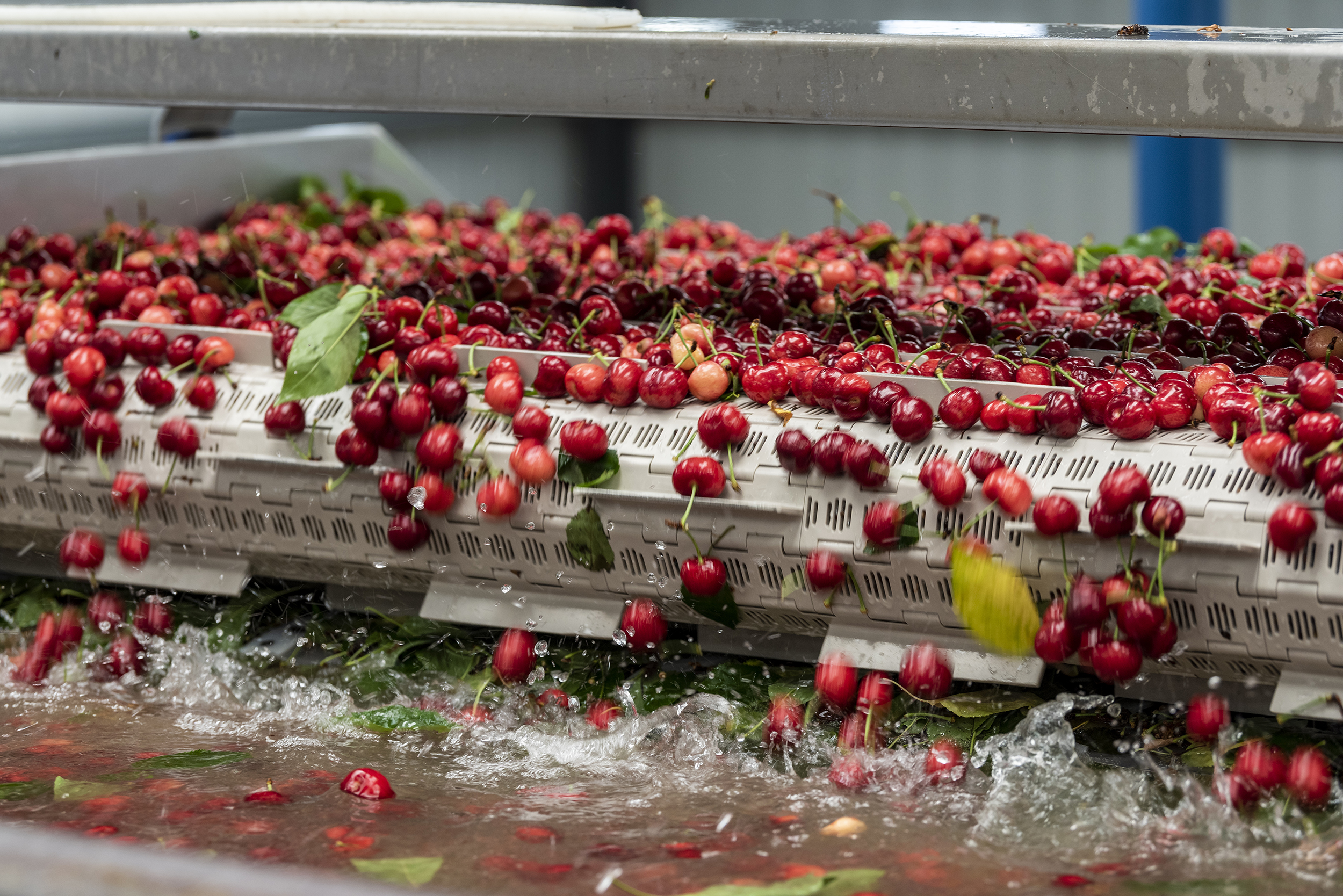 Cherry Packing Packing – California Cherries
