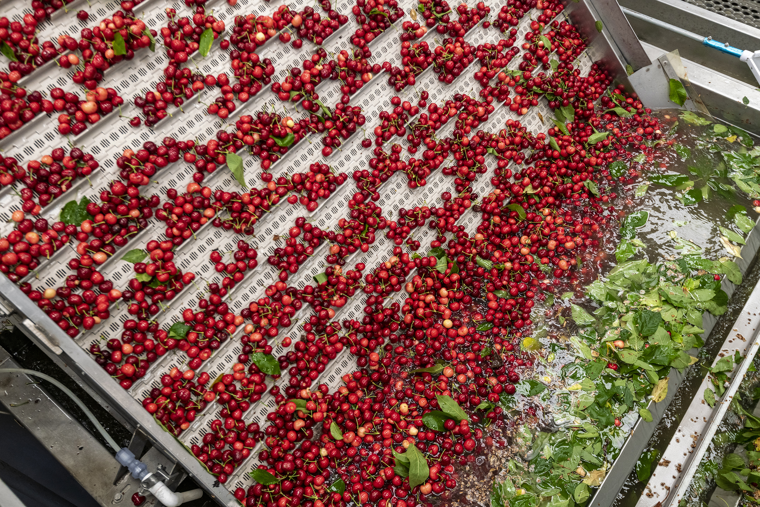 Packing – California Cherries